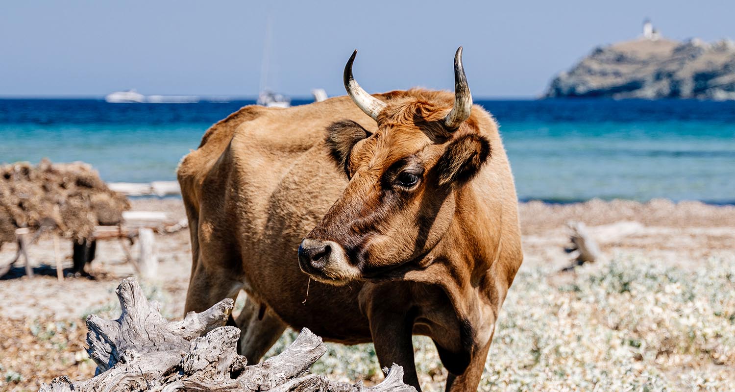 Cows In The Mediterranean Beach Of Barcaggio, Cape Corse, Haute Corse, Corsica, France