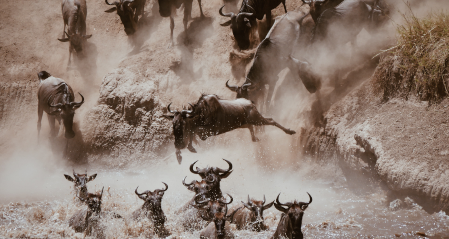 Great Migration Atemberaubendes Naturschauspiel Great Serengeti