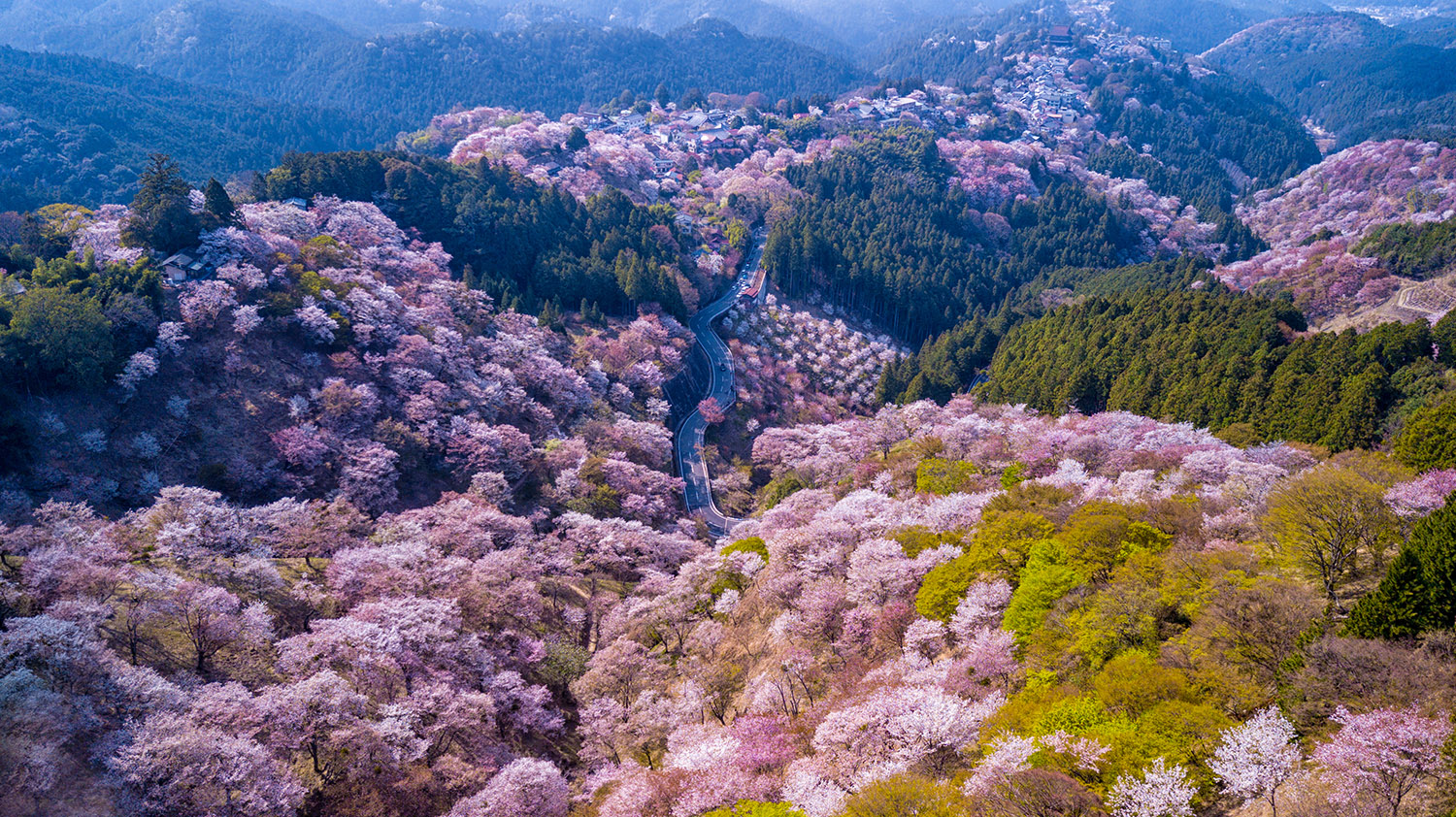 Hier blüht uns was – im wahrsten und schönsten Sinne des Wortes: Im Frühling lockt Japan mit seiner berühmten Kirschblüte. An diesen 10 Orten, vom Süden bis hinauf in den Norden des Inselstaats, können Reisende das Naturschauspiel in seiner vollen Pracht erleben. 