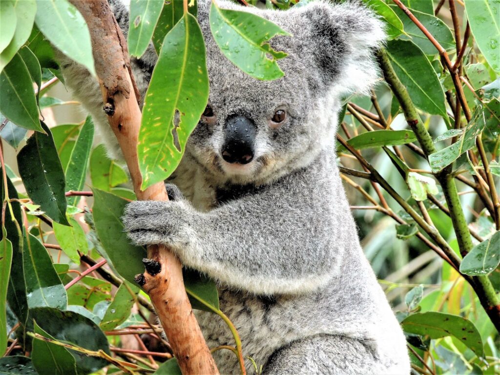 Australien wieder offen Falstaff Travel Koala