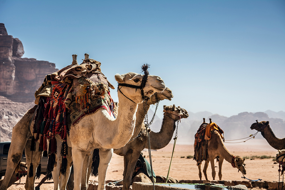 Auf Wüstenschiffen durch die Wadi Rum: Kameltrekking in der Wüste Jordaniens.