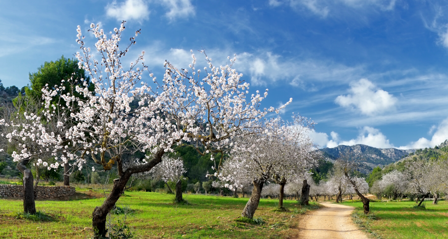 Mandelblüte auf Mallorca Almond Blossoms