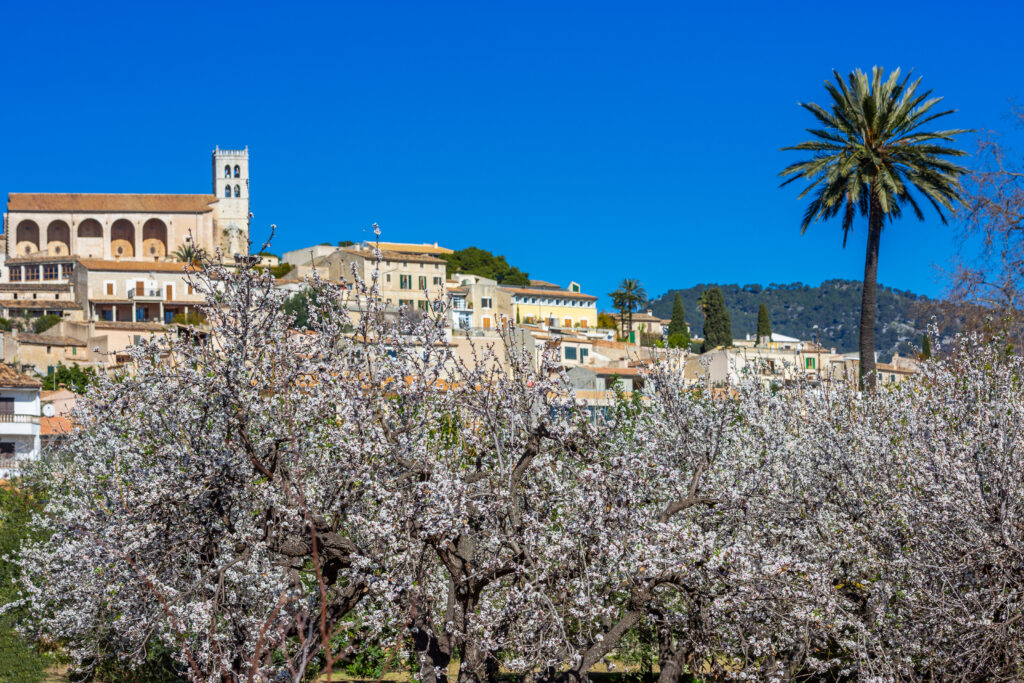 Mandelblüte auf Mallorca vor Selva
