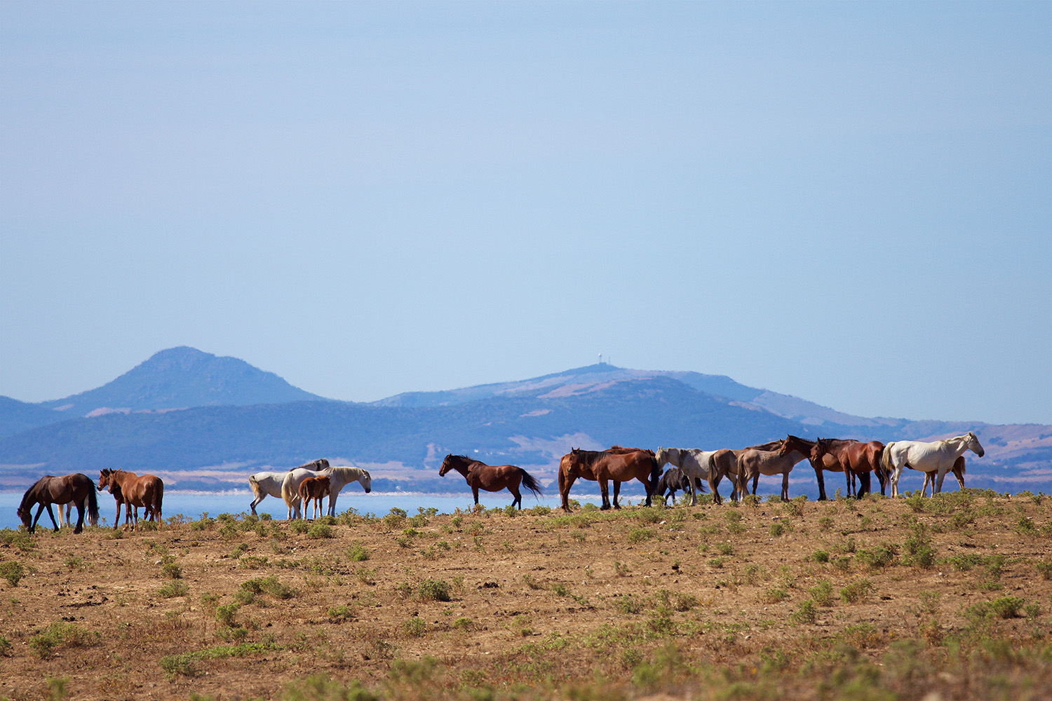 Horses in the meadow of Asinara island, Sardinia.