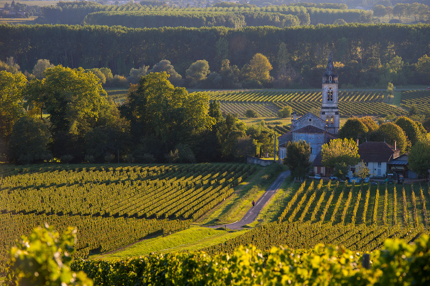 Vineyard landscape-Vineyard south west of France-Sauternes-Loupiac