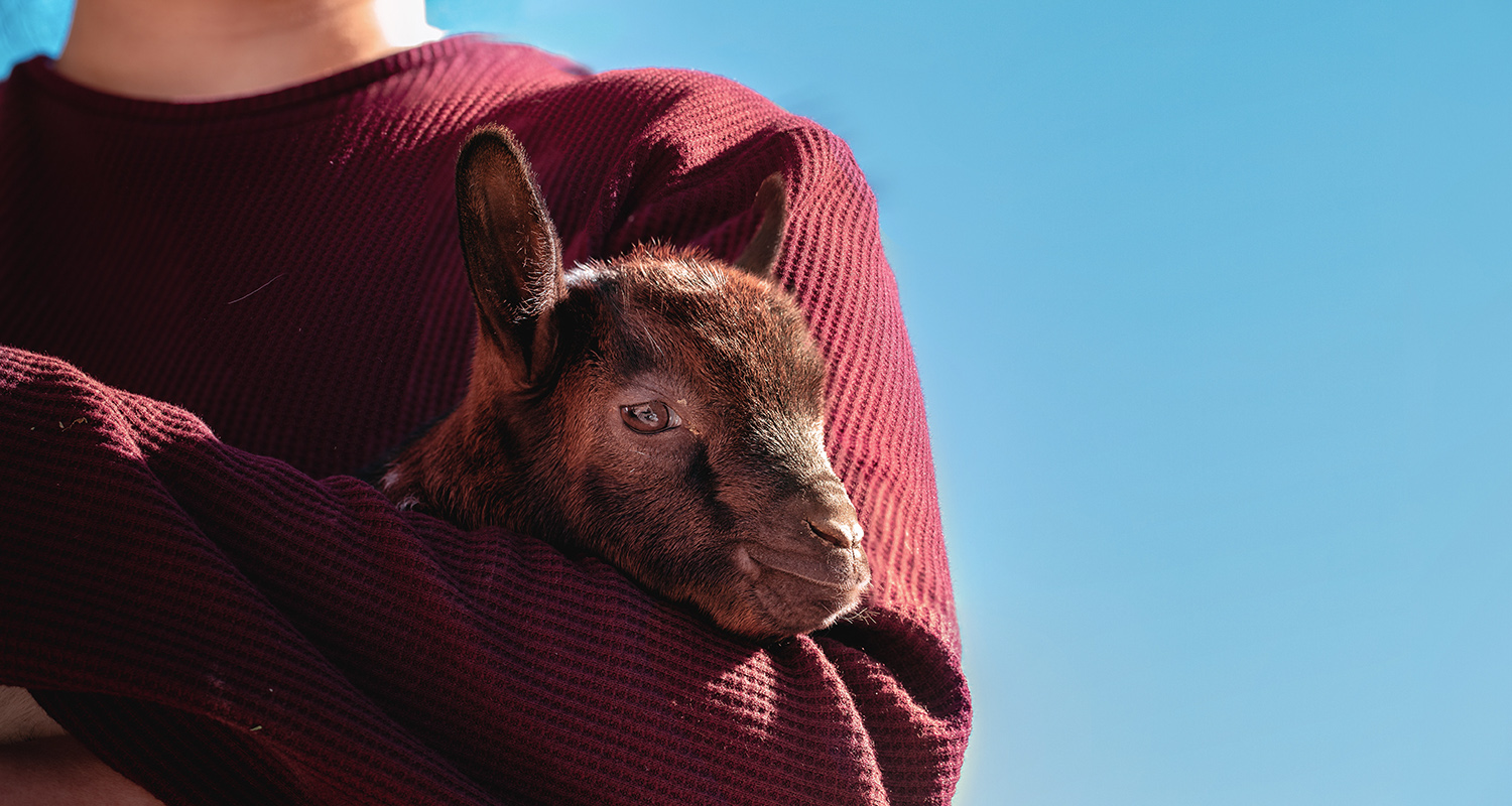 Goat Yoga: Der Trend aus den USA