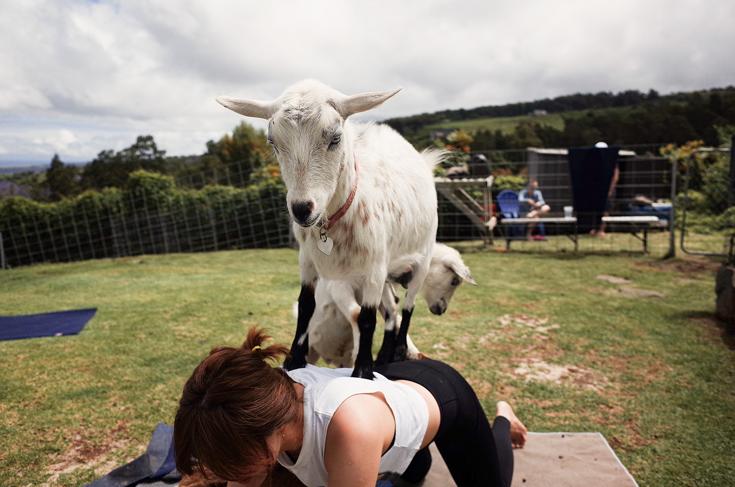 Goat Yoga: Der Trend aus den USA