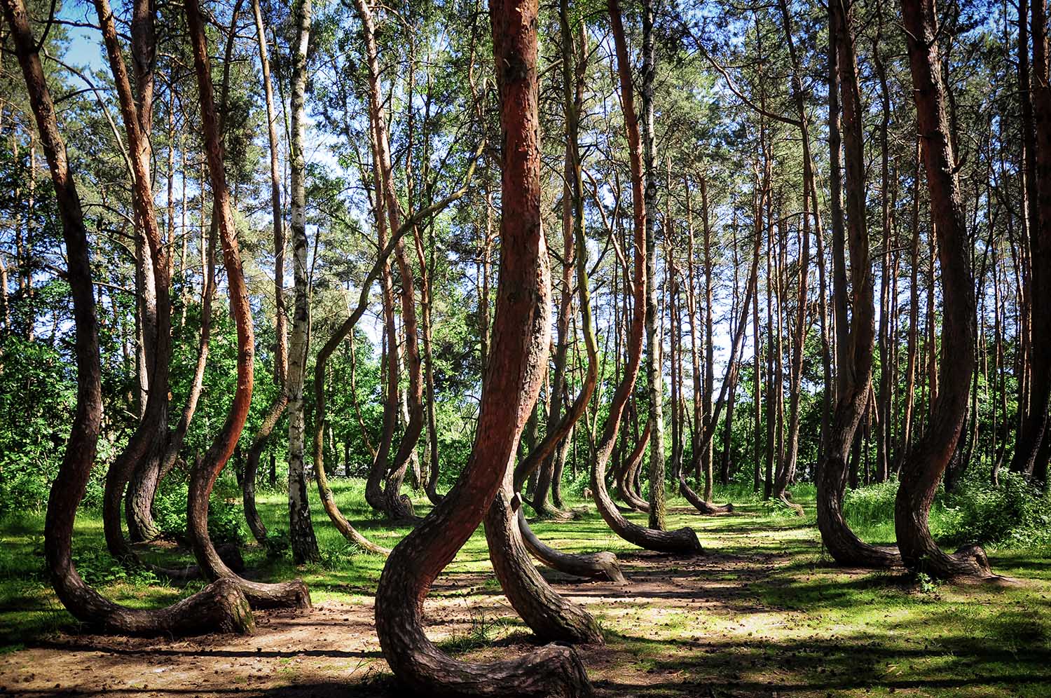 Crooked Forest (Krzywy Las),  Gryfino, West Pomerania, Poland