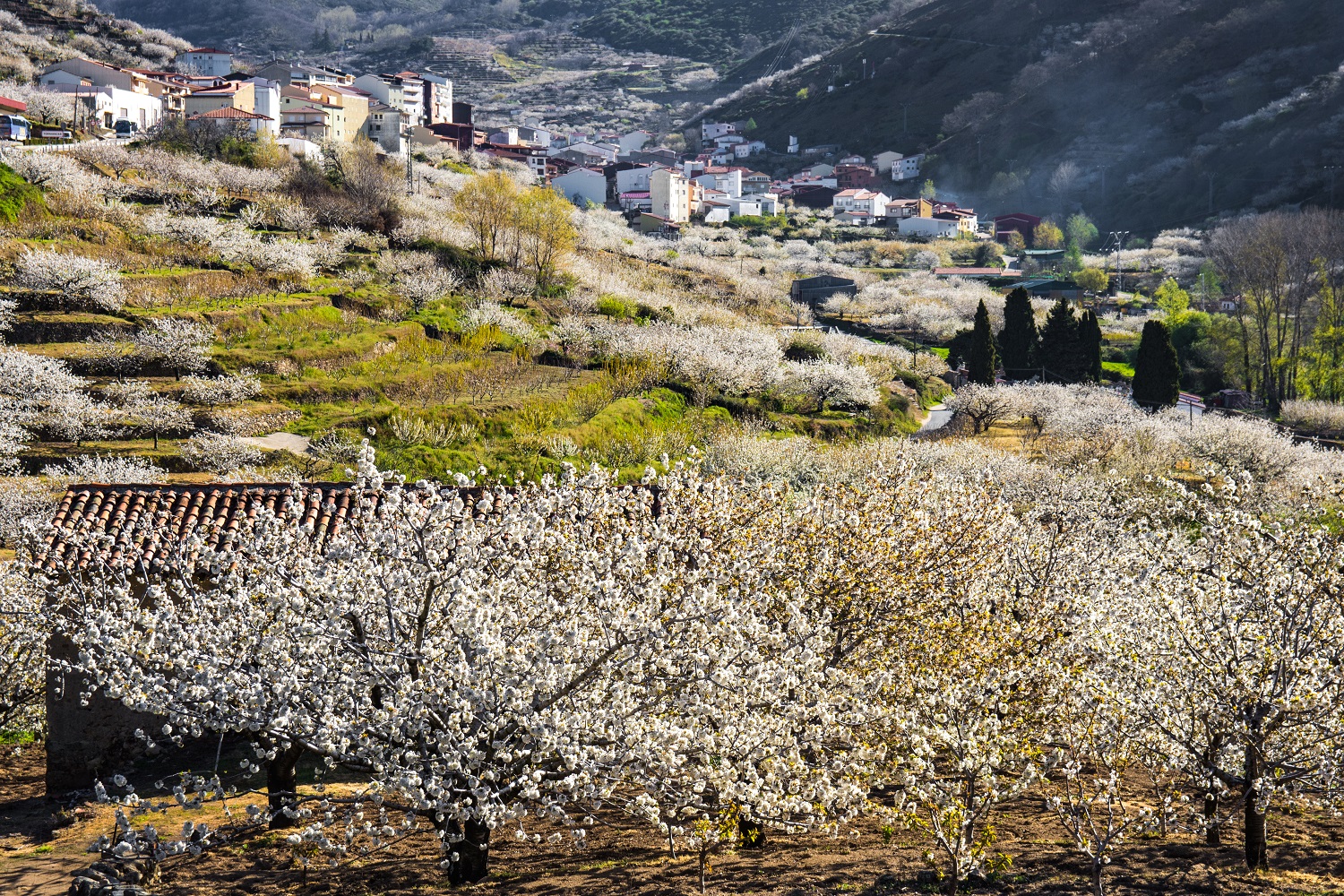 Kirschblüte SPanien