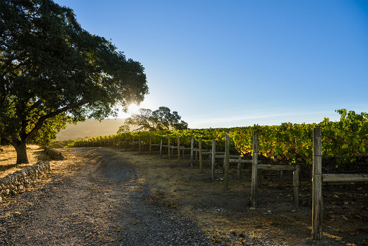 kalifornische Weinregion Napa Valley