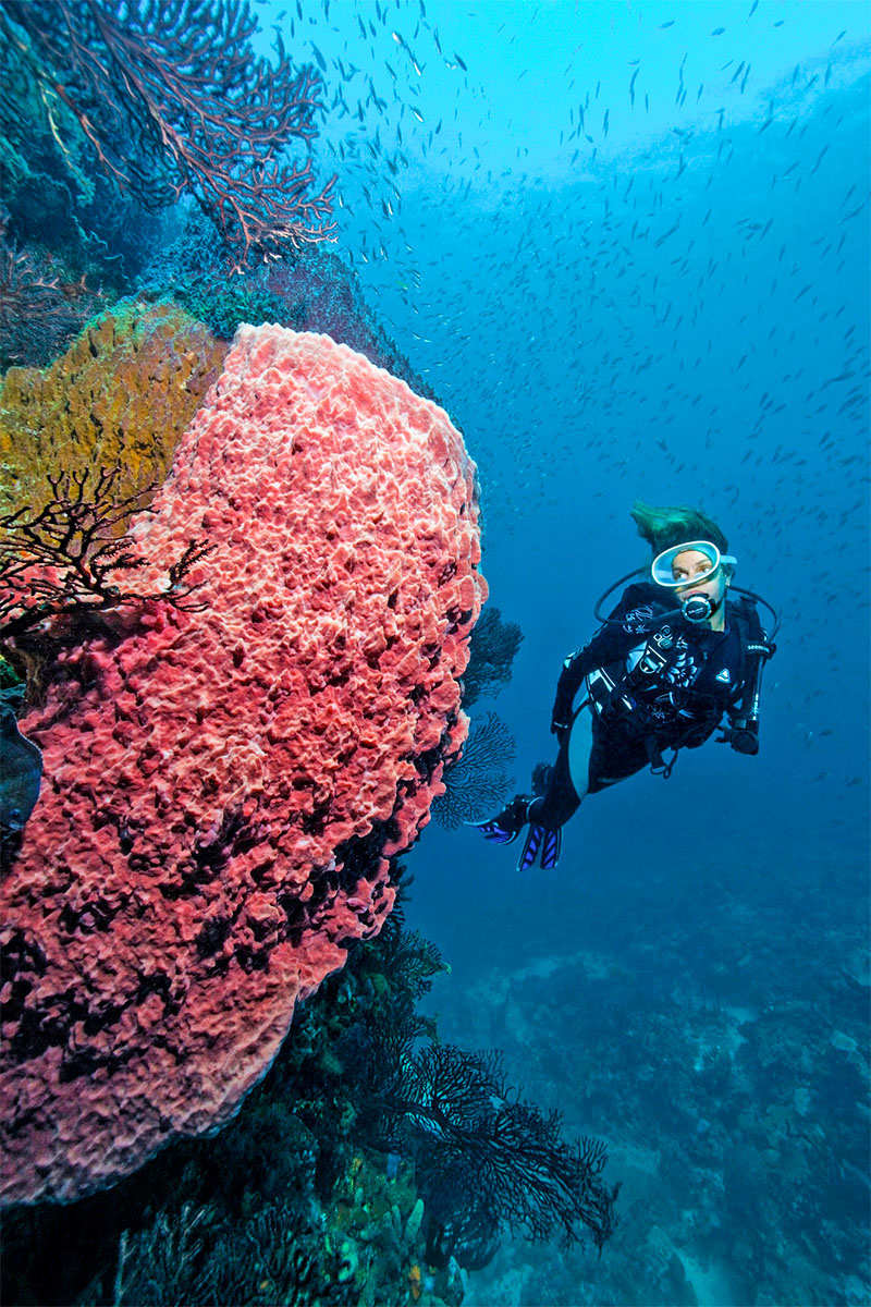Unterwasserwelt vor St. Lucia