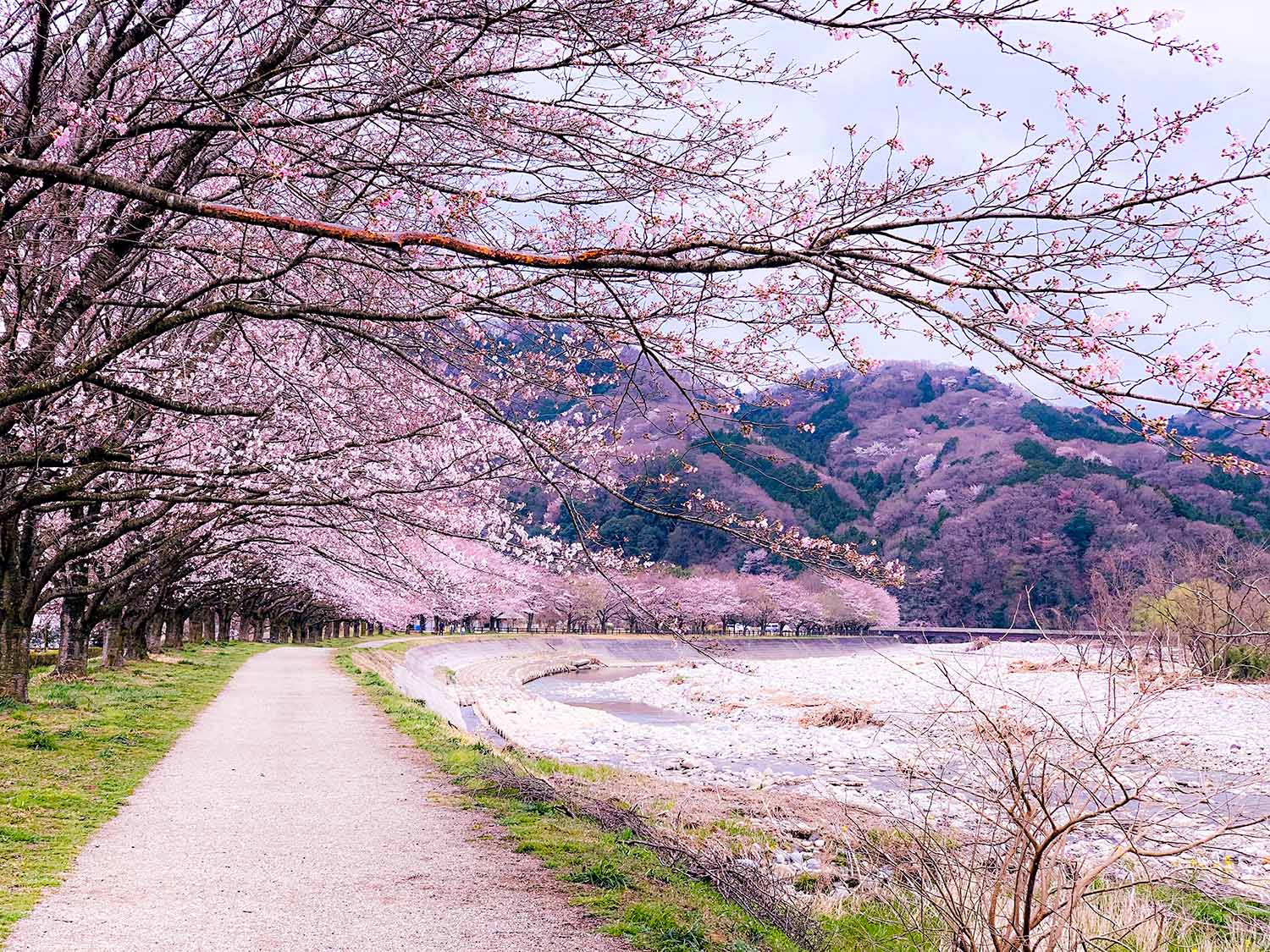 Eintauchen in Blumenmeere: Sakura in Japan