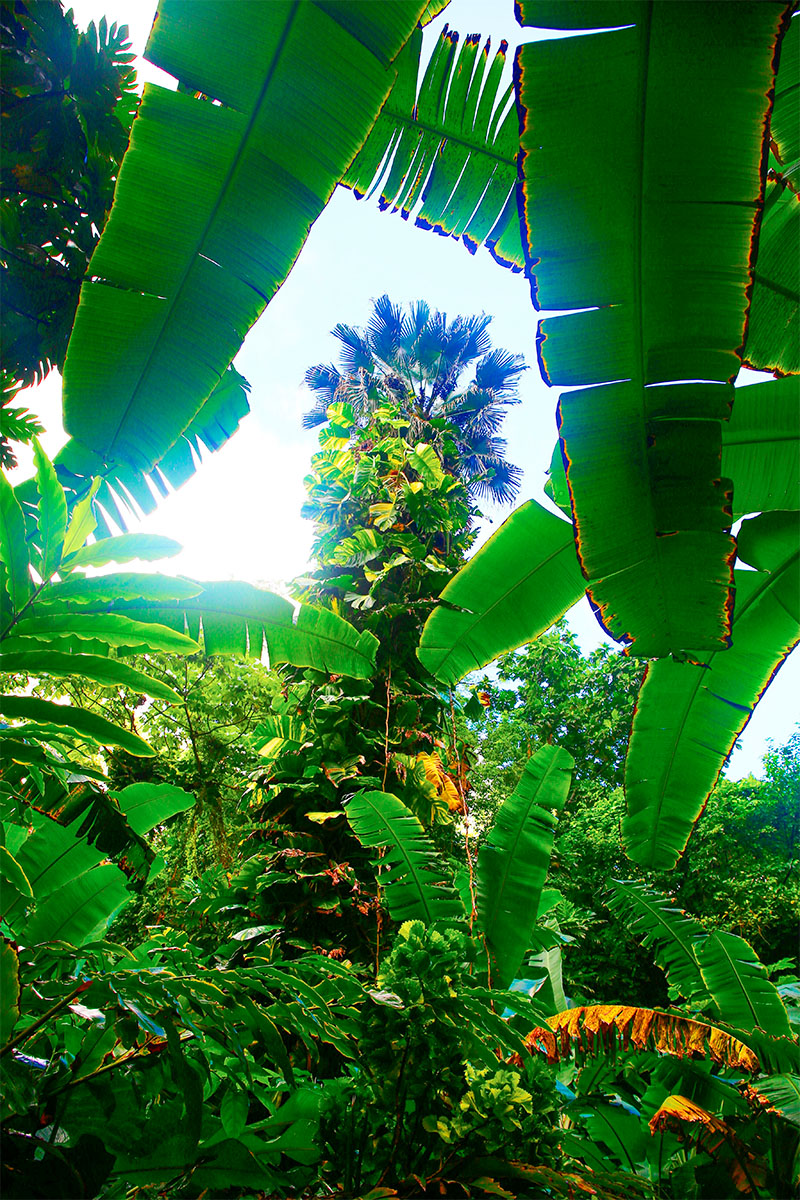 Botanischer Garten in St. Lucia
