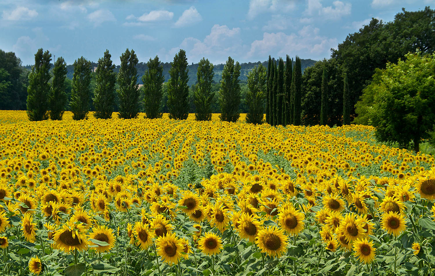 Die Maremma-Region in der Toskana ist weltberühmt für ihre unendlichen Sonnenblumenfelder. Eine Lustfahrt entlang der Küstenregion, rund um Siena etwa, offenbart strahlende gelbe Köpfchen, die den Vorbeifahrenden in der Brise zunicken. 
