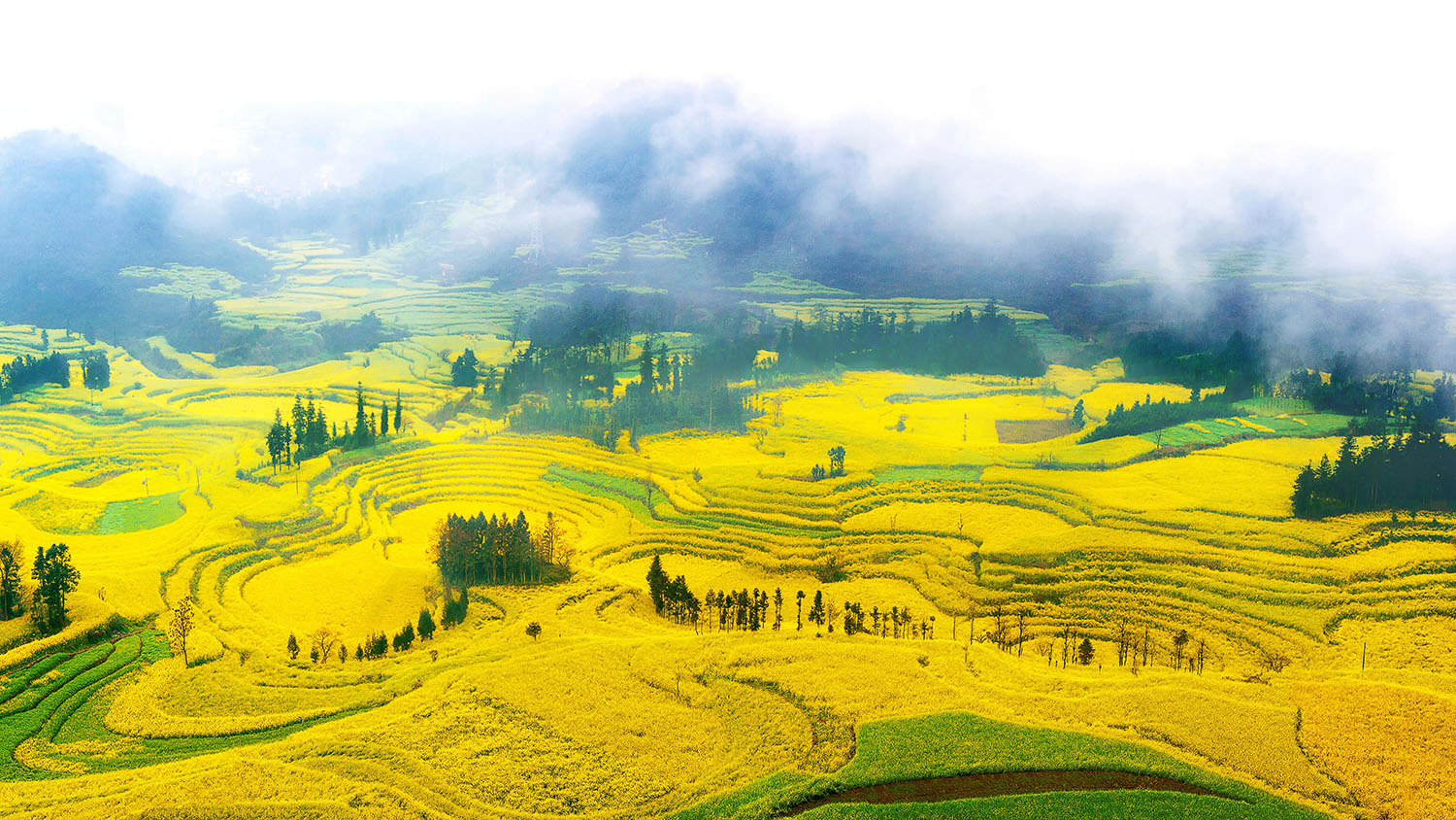 Blumenmeere:

Der Frühling rund um die märchenhaften Jinji-Berge in Luoping bringt ein wahres Spektakel mit sich. Denn im Mai beginnen hier die Rapsfelder in sattem Gelb zu blühen. Der Anblick der sonnigen, hügeligen Terrassenfelder, die aus dem Nebel auftauchen, ist eine Reise wert.
