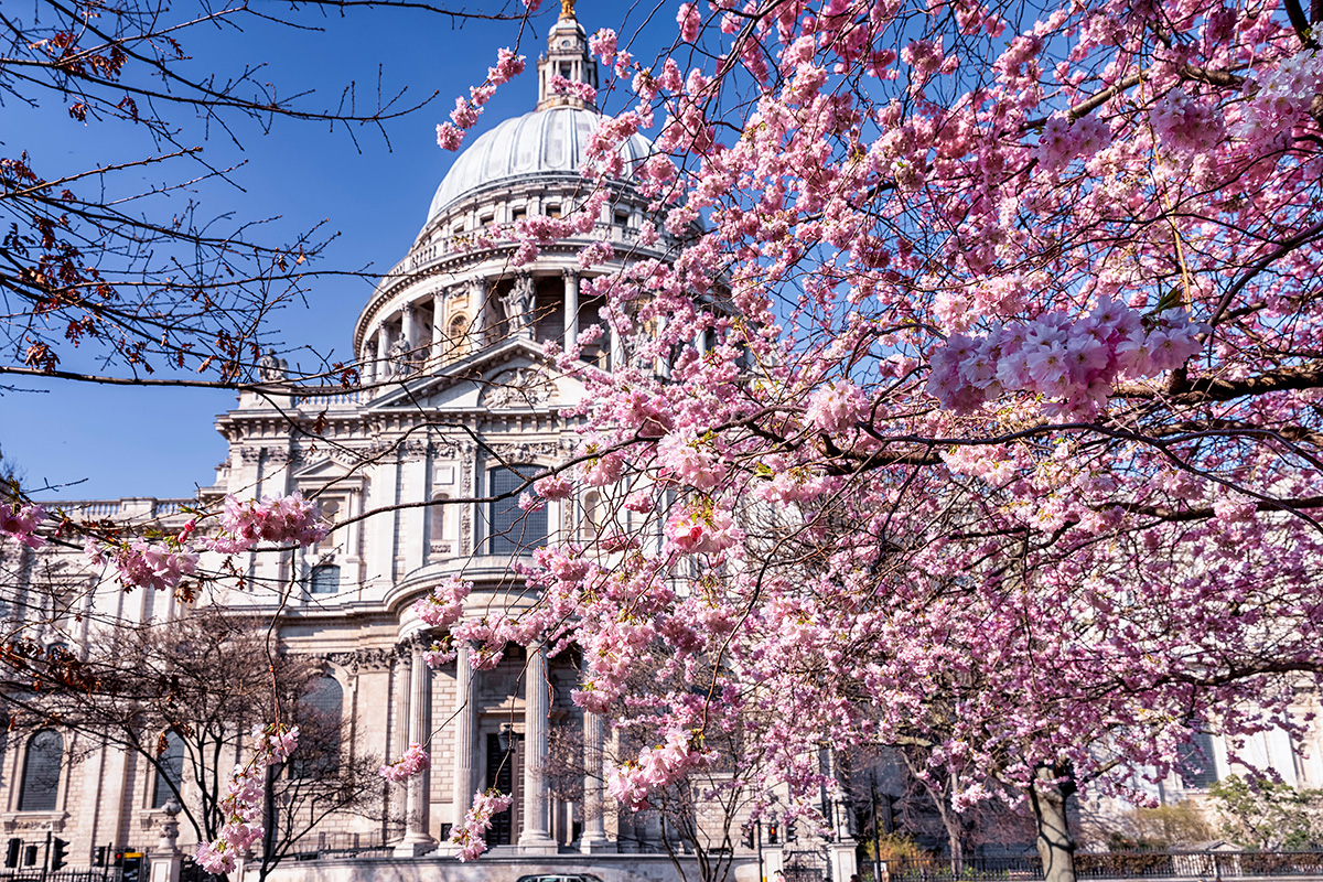 Kirschblüte in Europa London