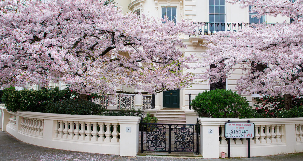 Kirschblüte in Europa London England
